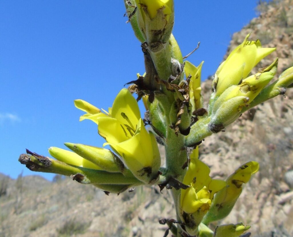 Puya boliviensis. Créditos: Juan Mauricio Contreras