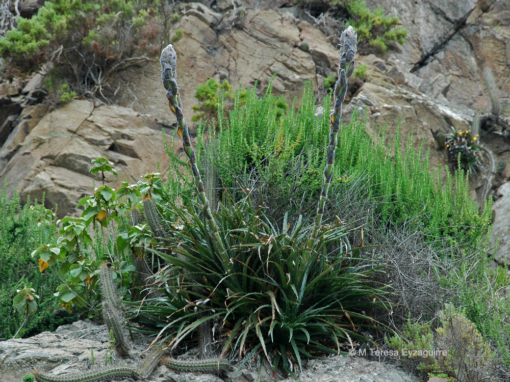 Puya boliviensis. Créditos: M. Teresa Eyzaguirre de Fundación R.A. Phillipi