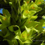 Puya chilensis. Créditos: M. Teresa Eyzaguirre de Fundación R.A. Phillipi