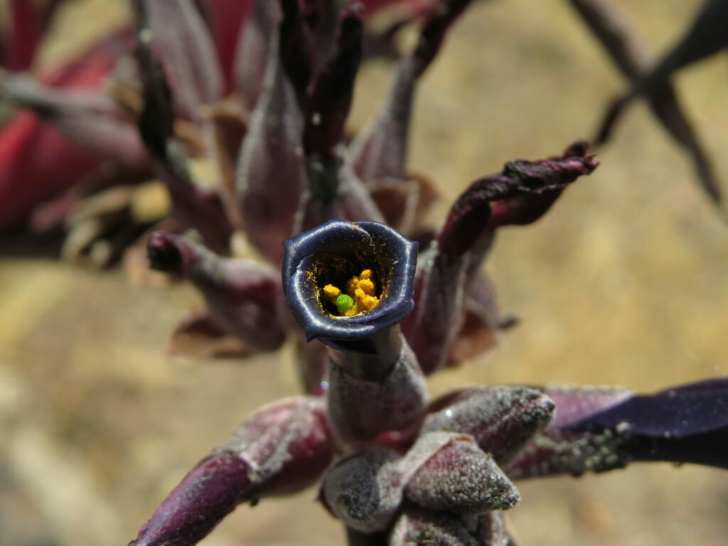 Puya coerulea var. coerulea. Créditos: Nicolás Lavandero