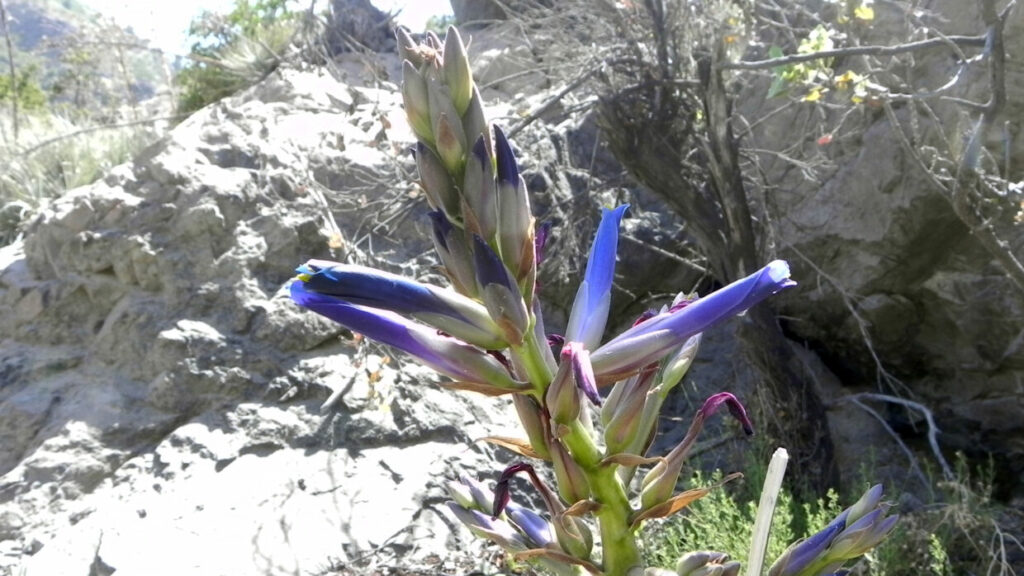 Puya coerulea var. monteroana. créditos: Eitel Thielemann