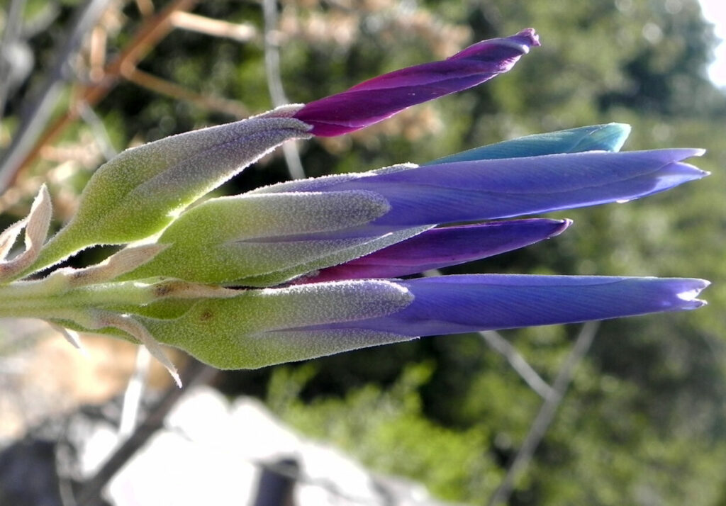 Puya coerulea var. monteroana. créditos: Eitel Thielemann