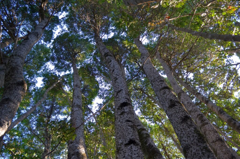 Queule. Créditos: Diego Alarcón.