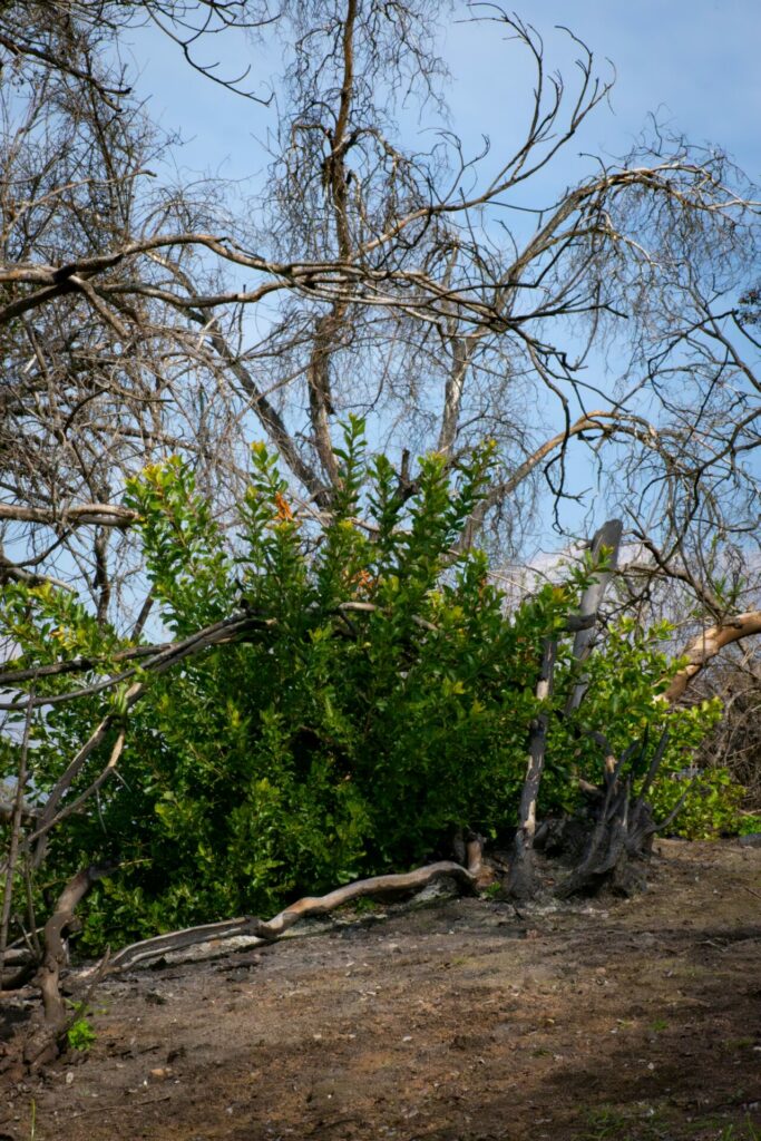 Rebrotes en zonas afectadas por el incendio del 10 de diciembre. Créditos Reserva Natural Altos de Cantillana