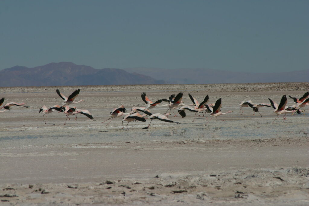 Reserva Nacional Los Flamencos. Créditos: CONAF.