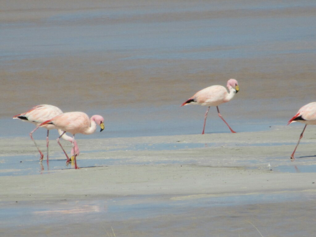 Flamencos camino Ollangue. Foto: Cortesía Cristian Jara, Chile Sustentable