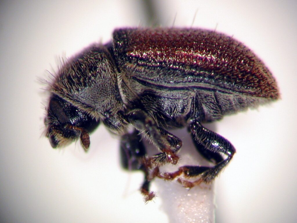 Sinophloeus porteri. Créditos: Juan Enrique Barriga Tuñón.