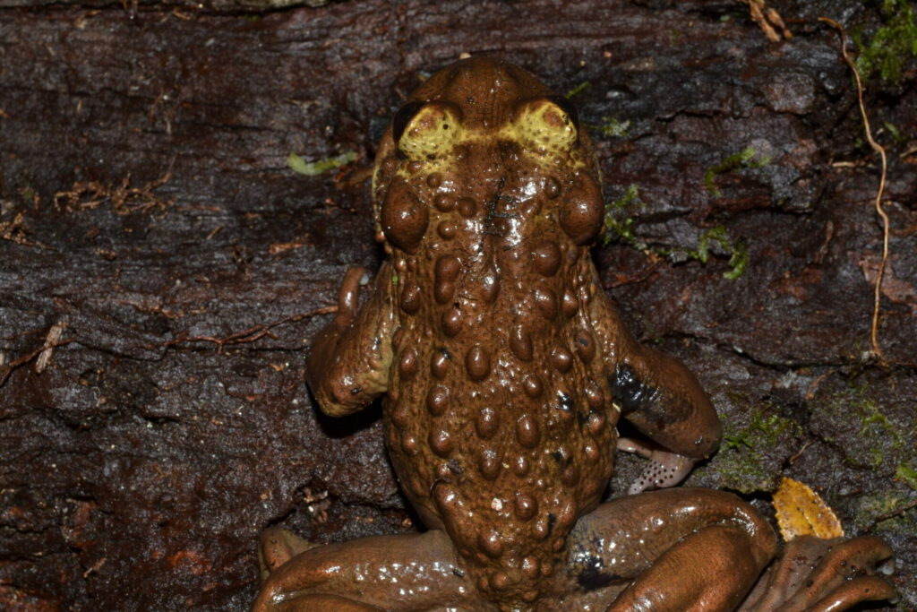 Telmatobufo bullocki. Créditos: Andrés Charrier.