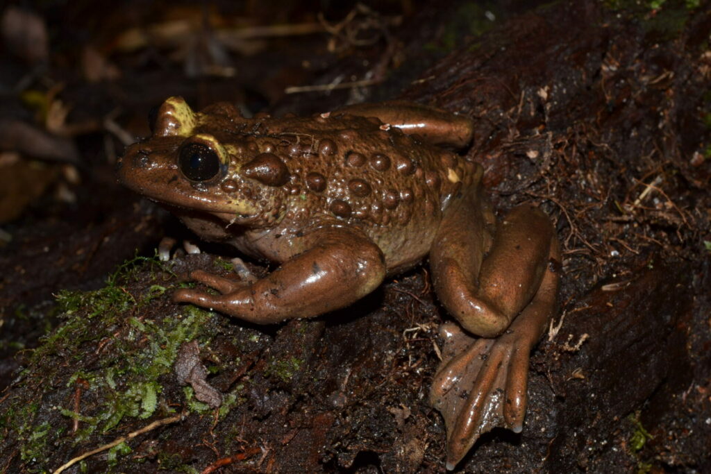 Telmatobufo bullocki. Créditos: Andrés Charrier.