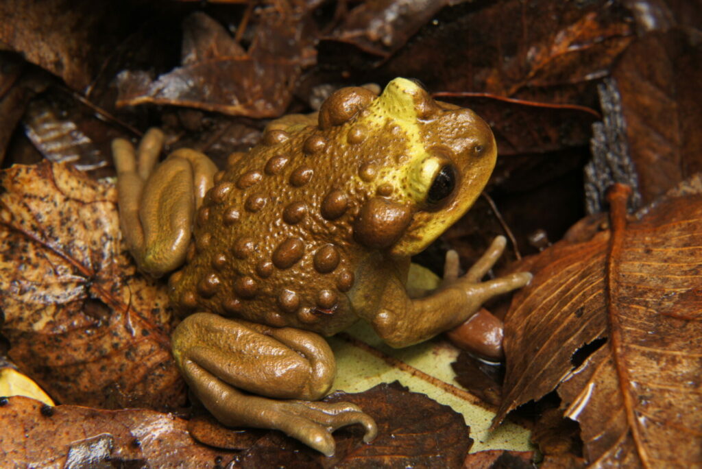 Telmatobufo bullocki. Créditos: Andrés Charrier.