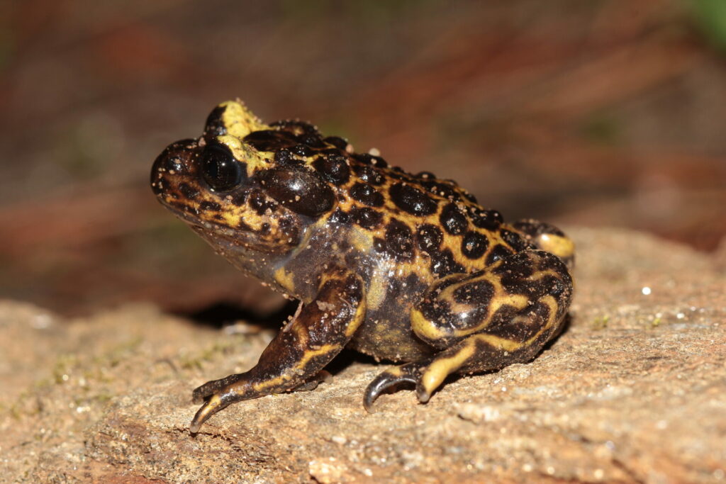 Telmatobufo bullocki. Créditos: Andrés Charrier.