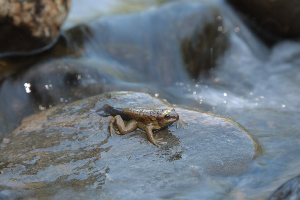 Telmatobufo bullocki. Créditos: Andrés Charrier.