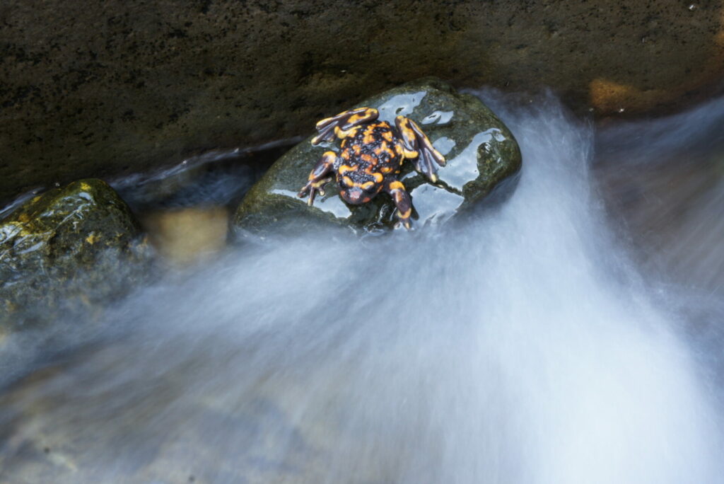 Telmatobufo venustus. Créditos: Andrés Charrier.