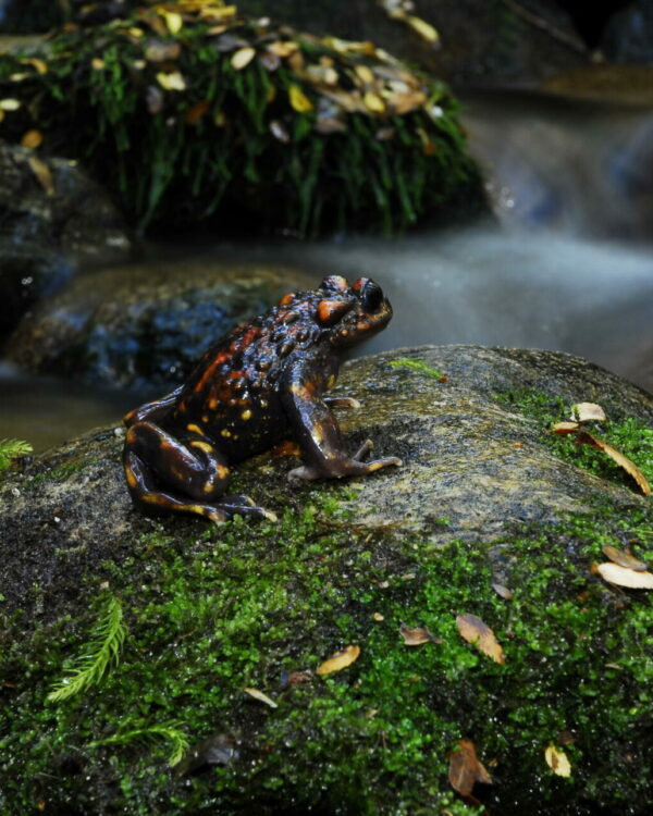 Telmatobufos: Los «falsos sapos» endémicos de Chile, verdaderos fósiles cuyos antepasados coexistieron con los dinosaurios