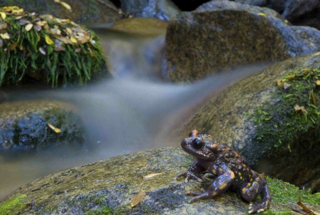 Telmatobufo venustus. Créditos: Andrés Charrier.