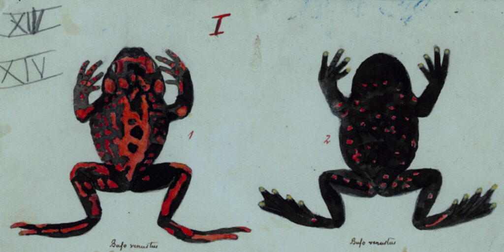 Ilustración de Telmatobufo venustus realizada por Rudolph Amandus Philippi. Créditos: Rudolph Amandus Philippi.