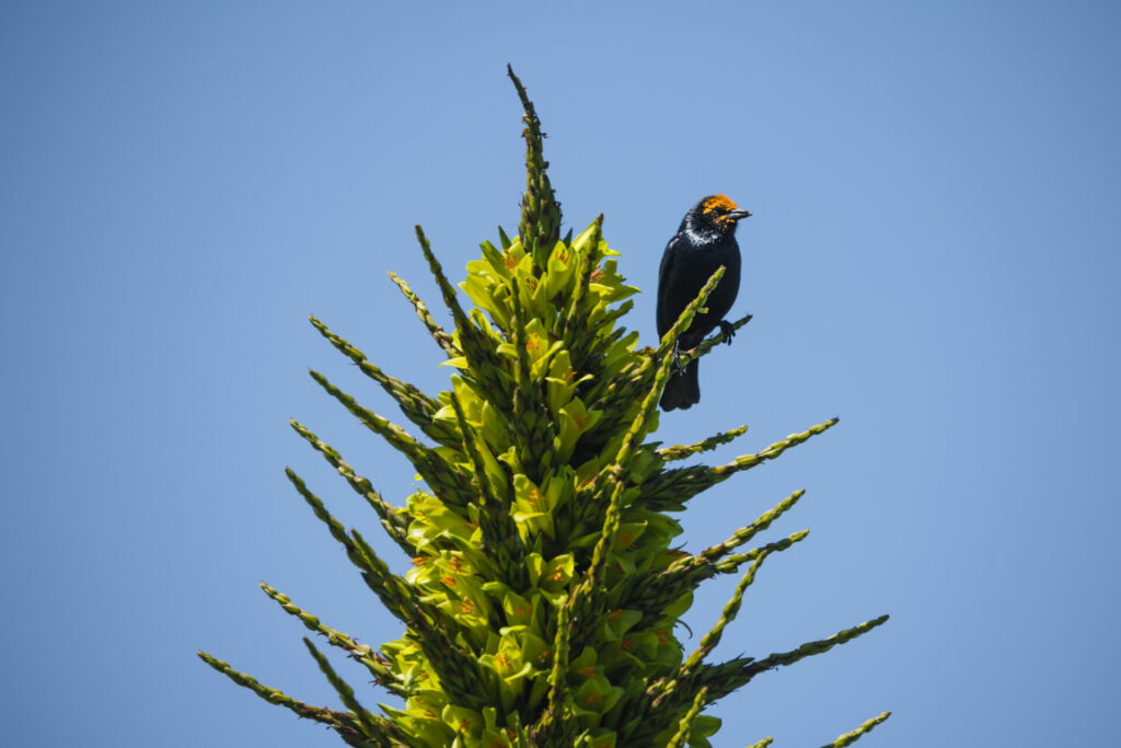 Tordo y chagual. Créditos: Parque Tricao