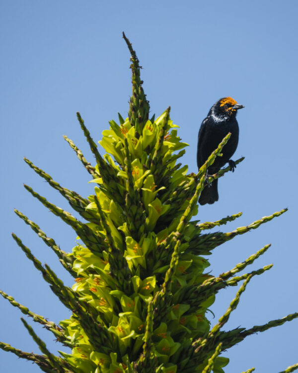 Conociendo a las puyas o chaguales de Chile, llamativas especies del norte y centro del país