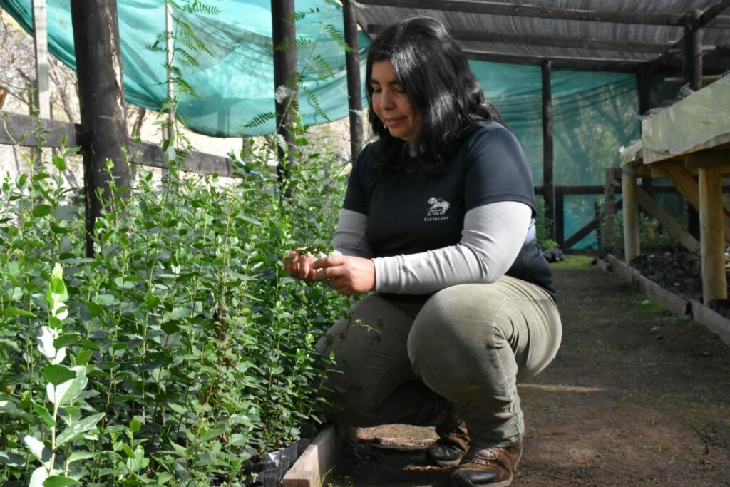 Trabajo en vivero de la reserva. Créditos Reserva Natural Altos de Cantillana