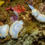 Tyrinna nobilis. © José Luis Kappes