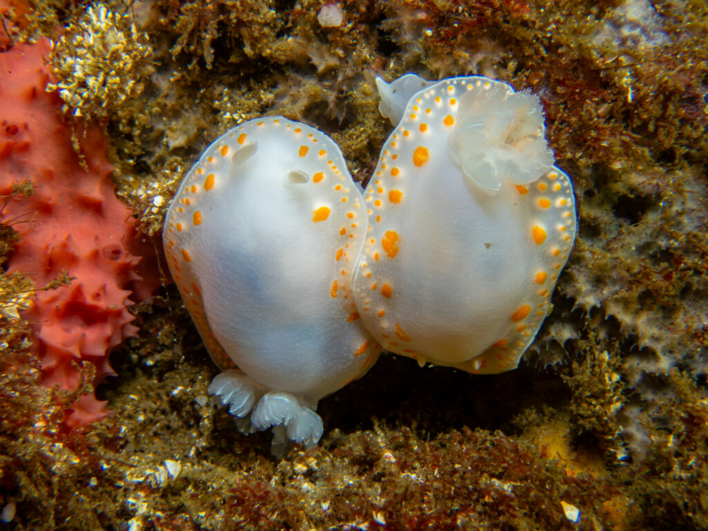 Tyrinna nobilis. © José Luis Kappes