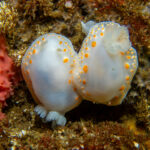 Tyrinna nobilis. © José Luis Kappes