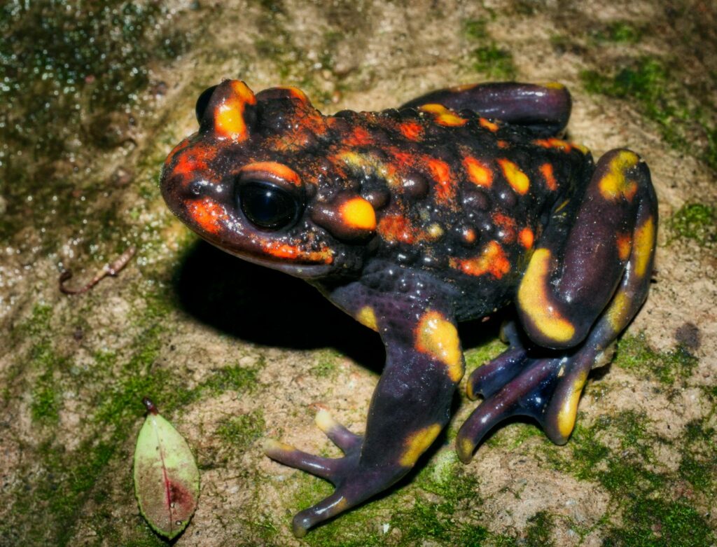 Telmatobufo venustus. Créditos: Felipe Rabanal.