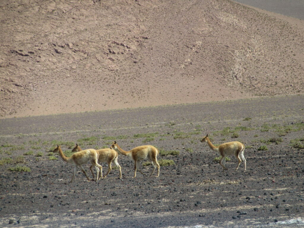 Vicuñas. Foto: Cristian Jara, Chile Sustentable