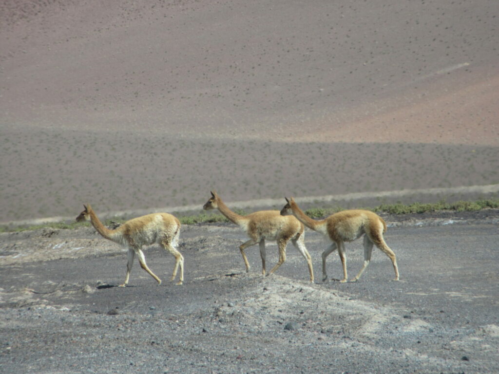 Vicuñas. Créditos: Cristian Jara, Chile Sustentable