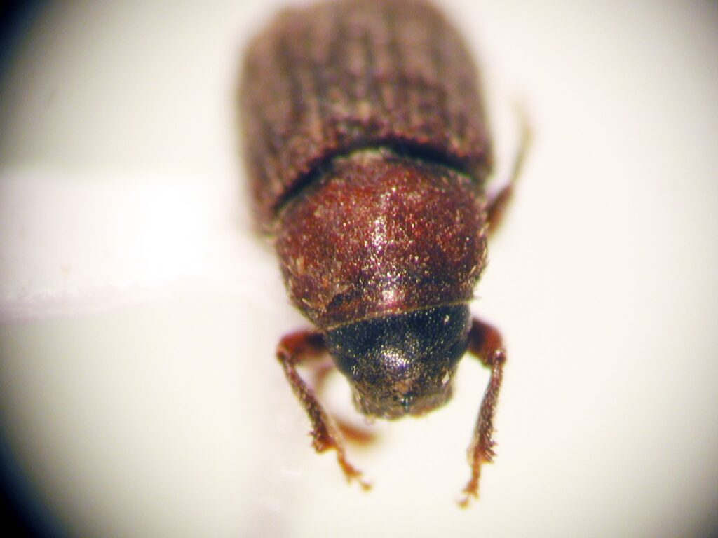 Xylechinosomus valdivianus. Créditos: Juan Enrique Barriga Tuñón.