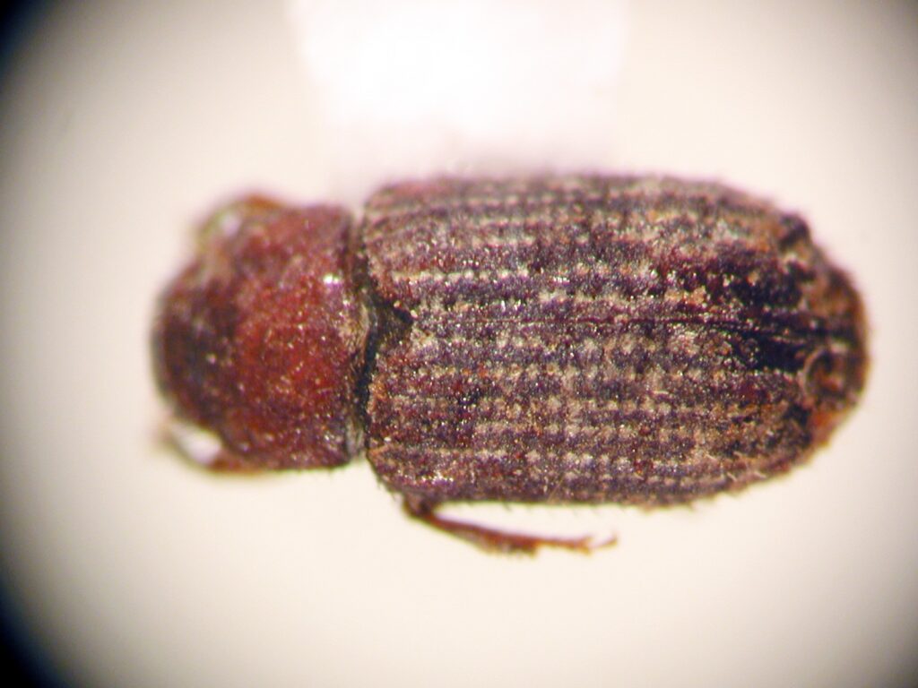 Xylechinosomus valdivianus. Créditos: Juan Enrique Barriga Tuñón.