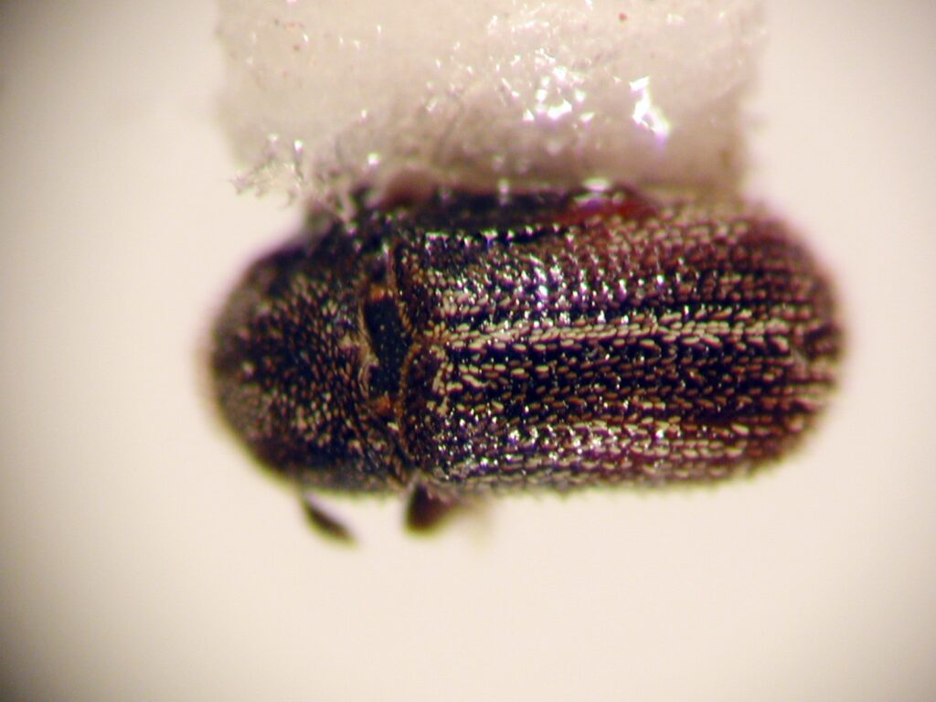 Xylechinus sp. Créditos: Juan Enrique Barriga Tuñón.