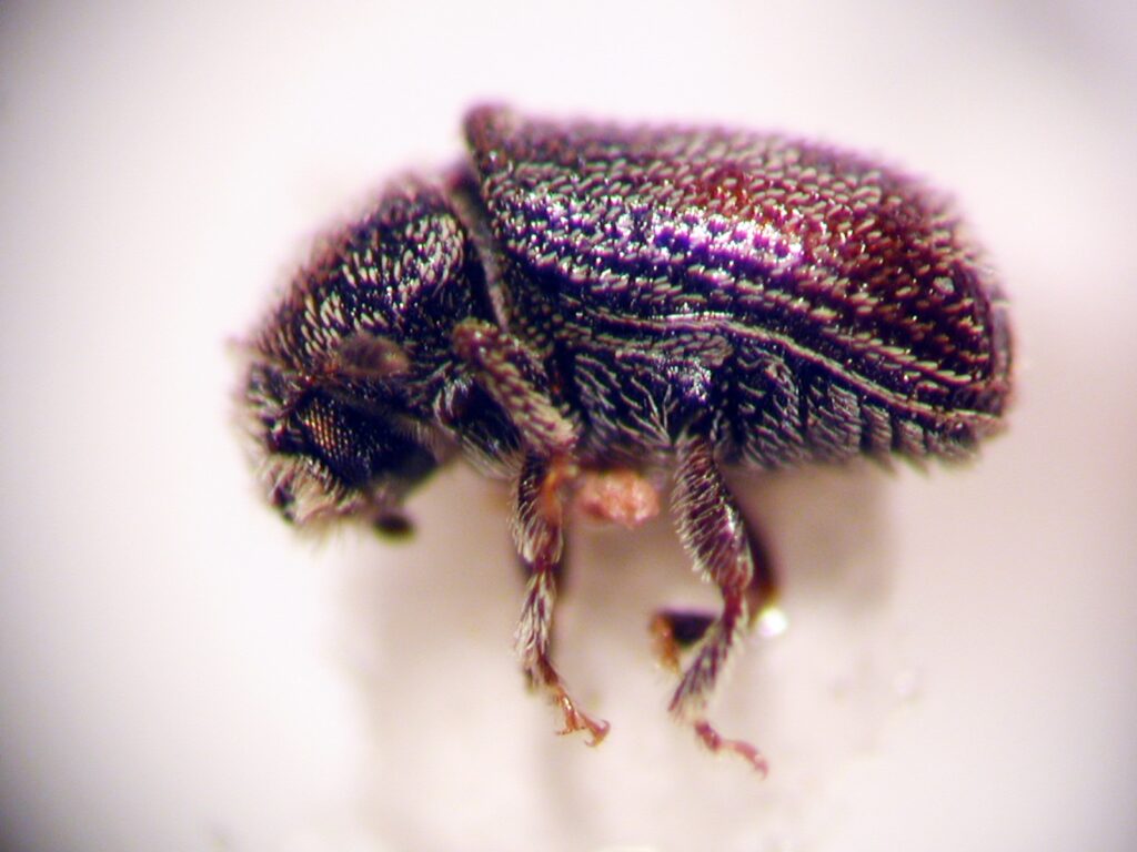 Xylechinus sp. Créditos: Juan Enrique Barriga Tuñón.