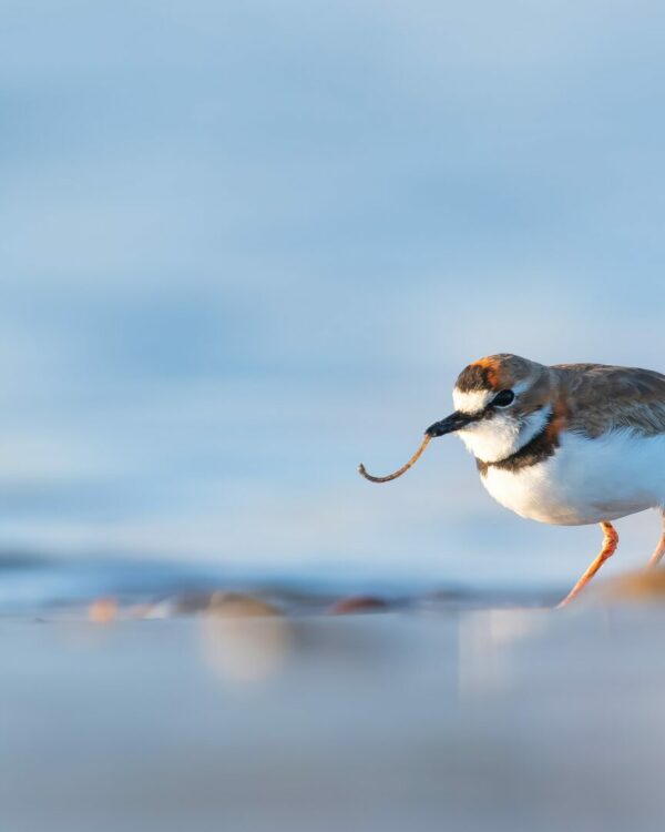 Fundación Kennedy lanza 5ta versión del Concurso Nacional de Fotografía: «Descubriendo los Humedales de Chile»