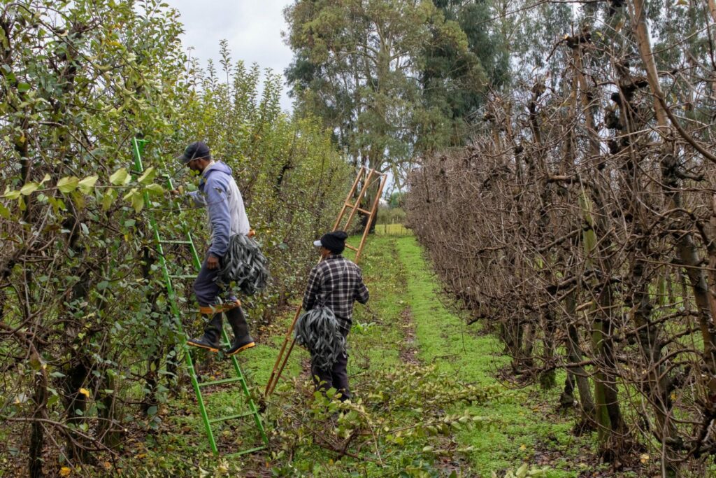 Trabajadores preparan manzanos en invierno en Vacaria. El cultivo requiere una intensa aplicación de plaguicidas, y ocupa casi 7.000 hectáreas en el municipio. Créditos Anna Ortega