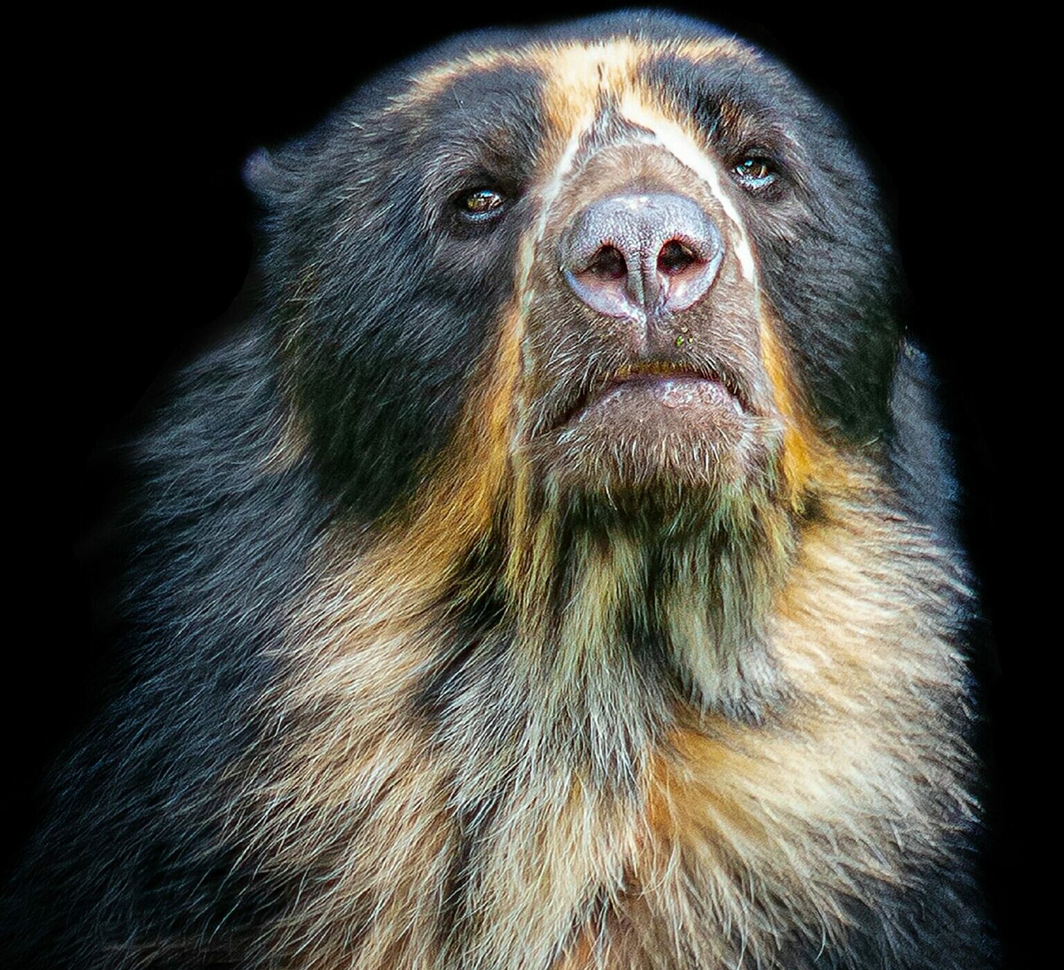 Oso andino, el único y místico oso que habita los bosques de América del Sur