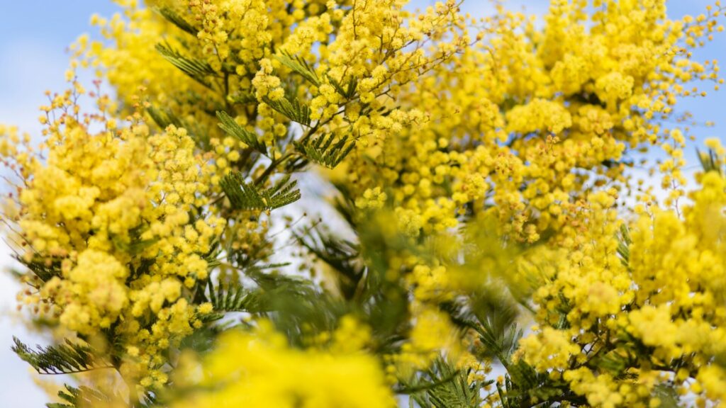 Acacia dealbata. Créditos: Fduart.