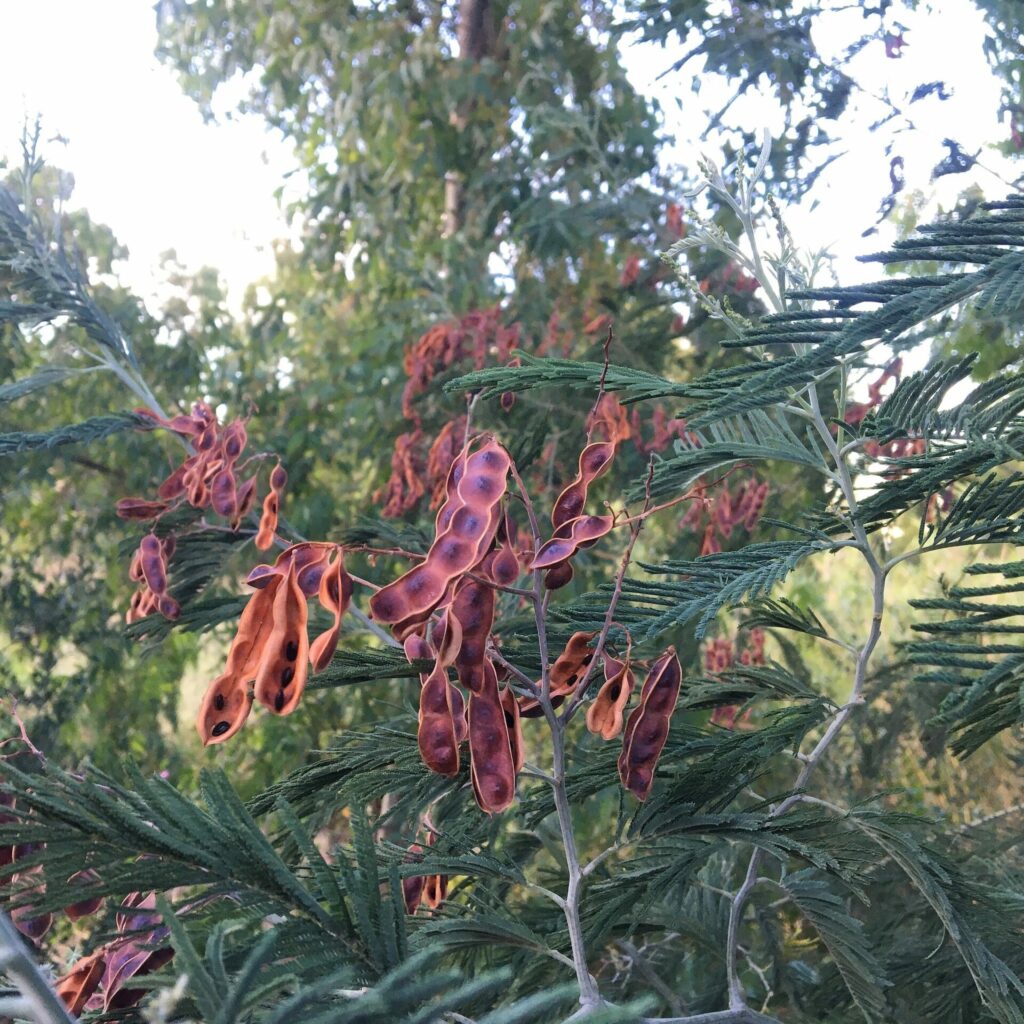 Semillas de Acacia dealbata. Créditos: Marco Piga.