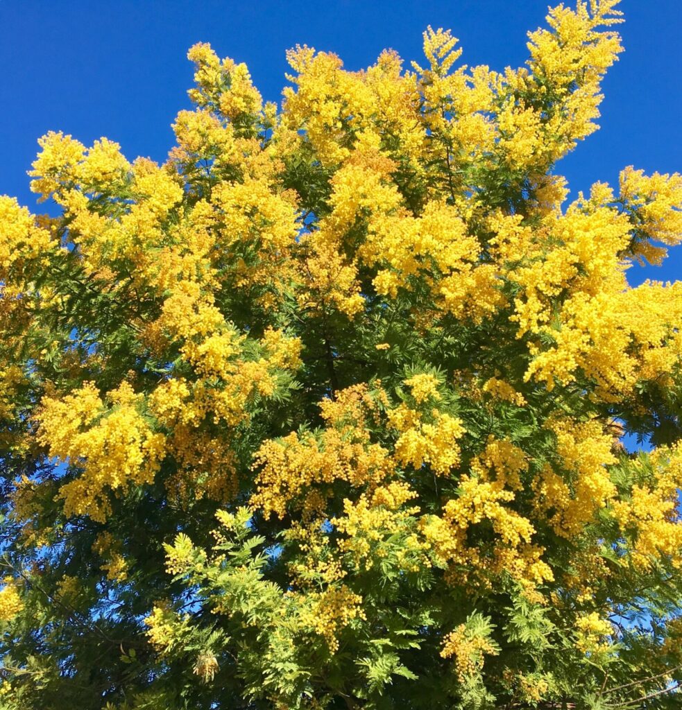 Acacia dealbata. Créditos: Osoandino.