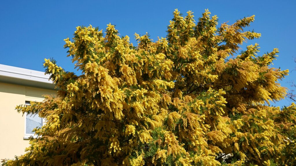 Acacia dealbata. Créditos: Seven 75.