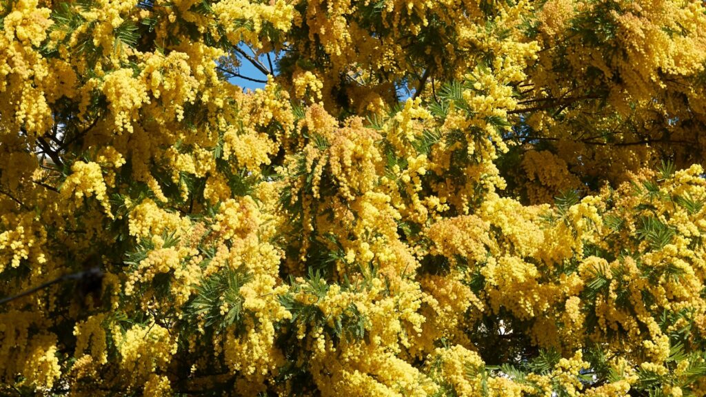 Acacia dealbata. Créditos: Seven 75.