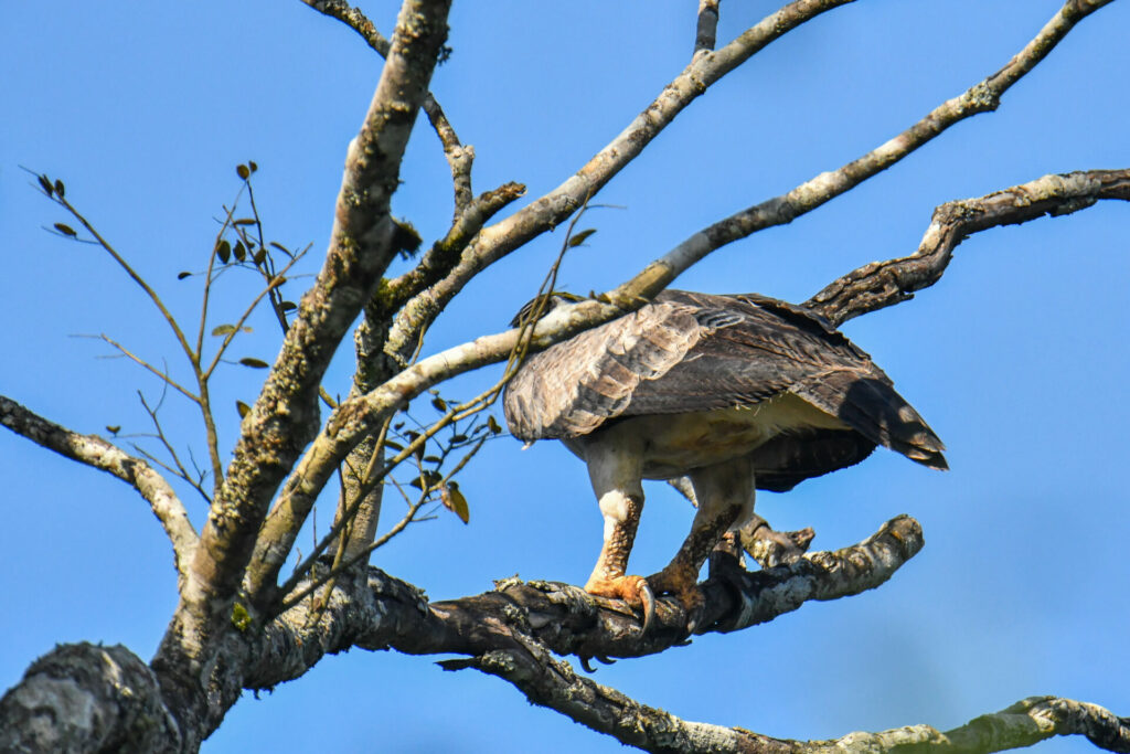 Águila harpía. Foto: Sergio Moya