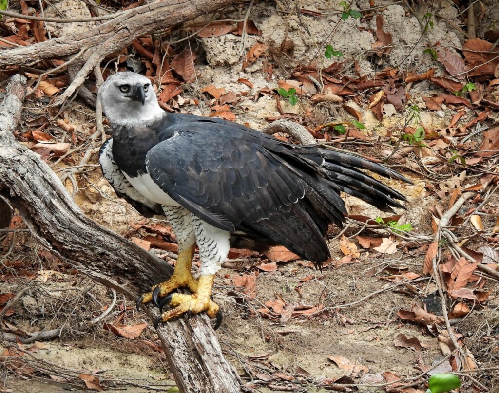 Águila harpía (Harpia harpyja). Foto: Sidnei Dantas en iNaturalist