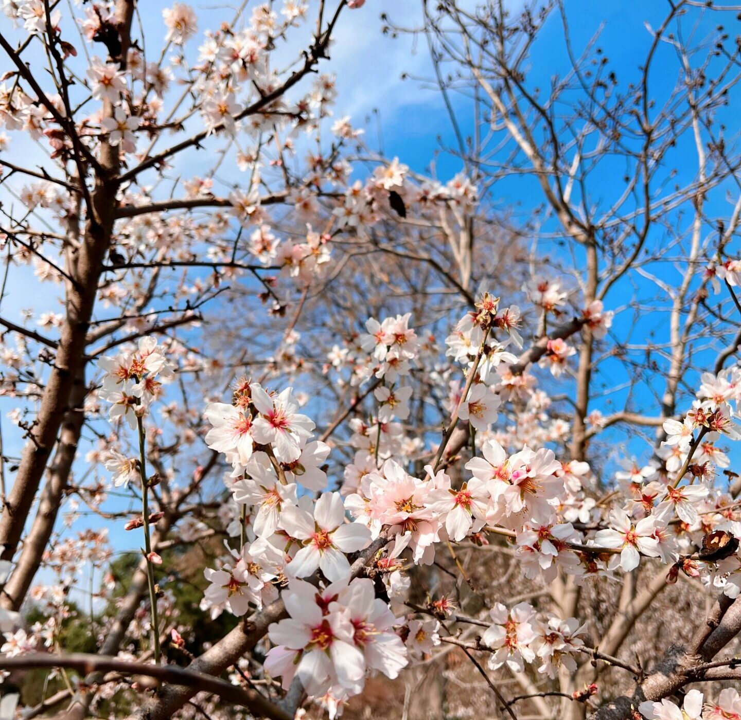 Se acerca la primavera: ¿Qué flores ya están apareciendo en Chile?