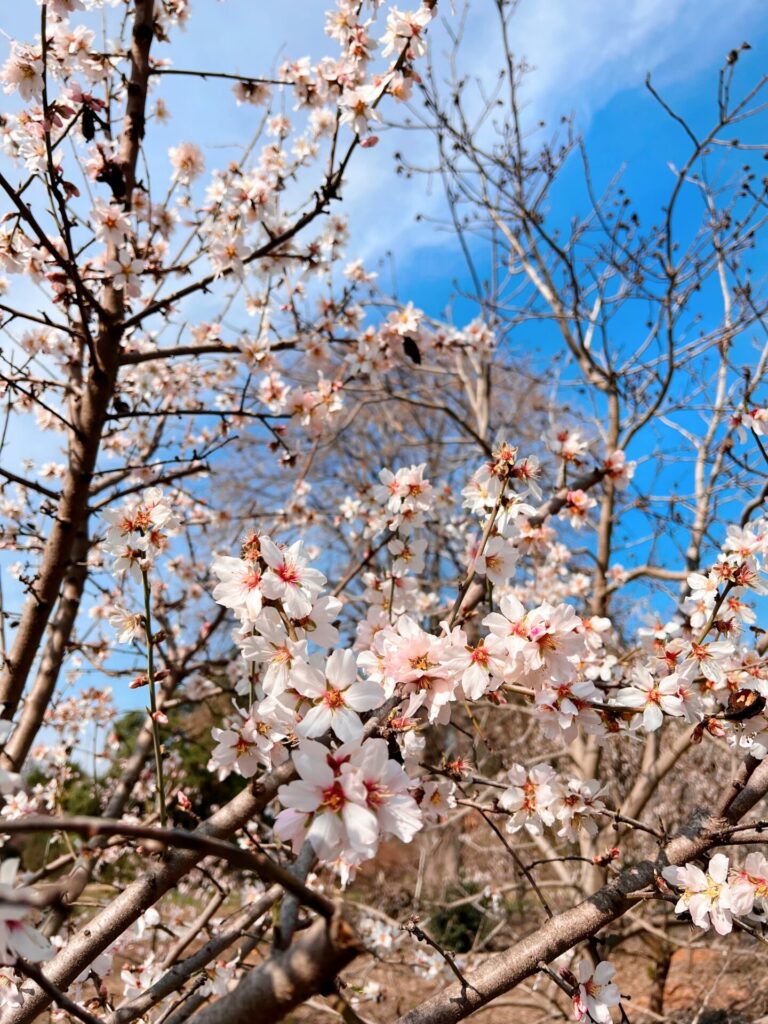 Almendro en flor - Alberto Siredey