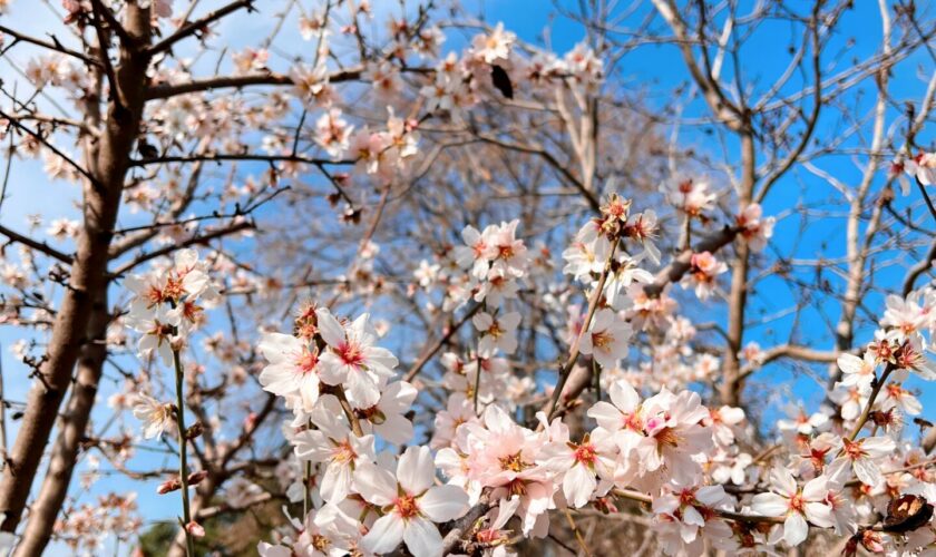 Se acerca la primavera: ¿Qué flores ya están apareciendo en Chile?