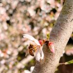 Abeja en Almendro en flor - Alberto Siredey