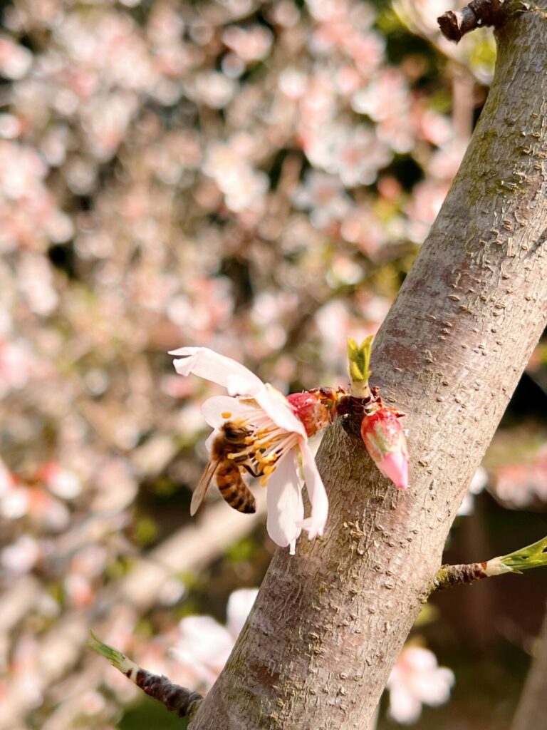 Abeja en Almendro en flor - Alberto Siredey