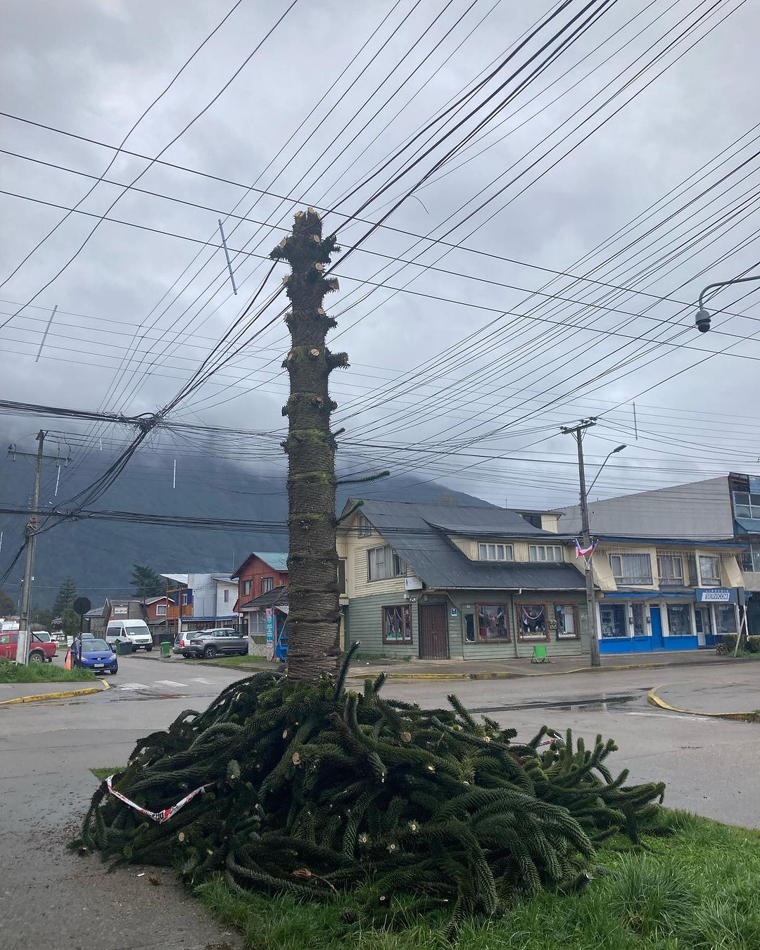 La historia se repite: denuncian poda total de araucaria en Puerto Aysén