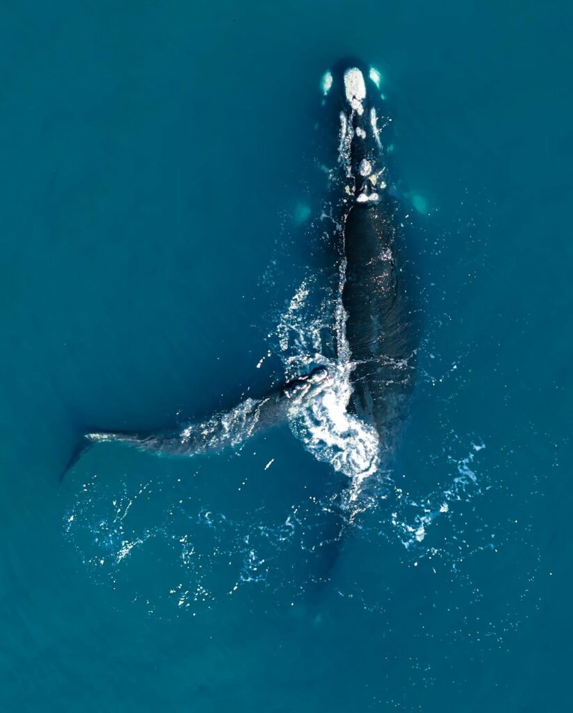 Ballena franca y su cría avistadas en Concón. Créditos Benja Valenzuela Wallis